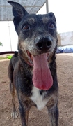 BENJI Imagen 4
